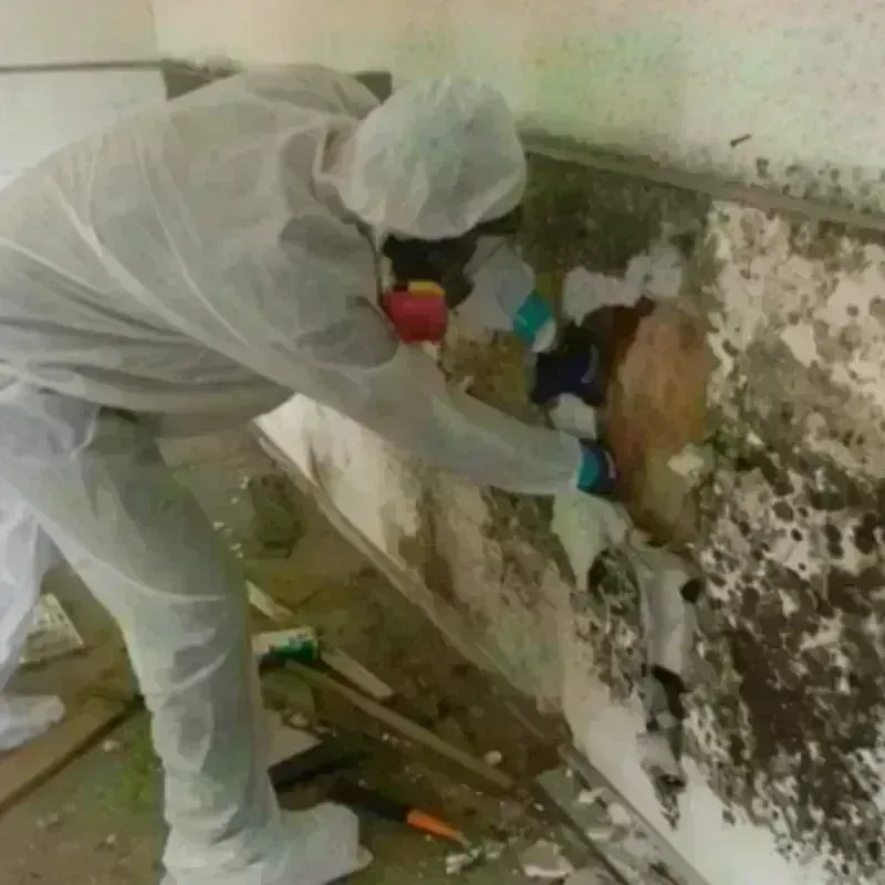 Mold Remediation and Removal in Robinson, IL